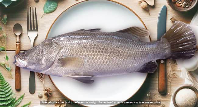 BARRAMUNDI