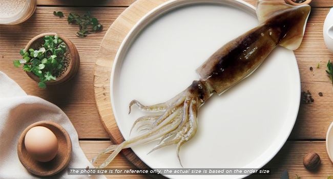 ILLEX SQUID